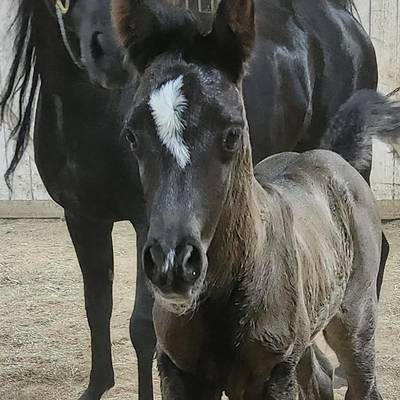 Noble Arabian Excellence for Dedicated Breeders – HU El Shaimaan