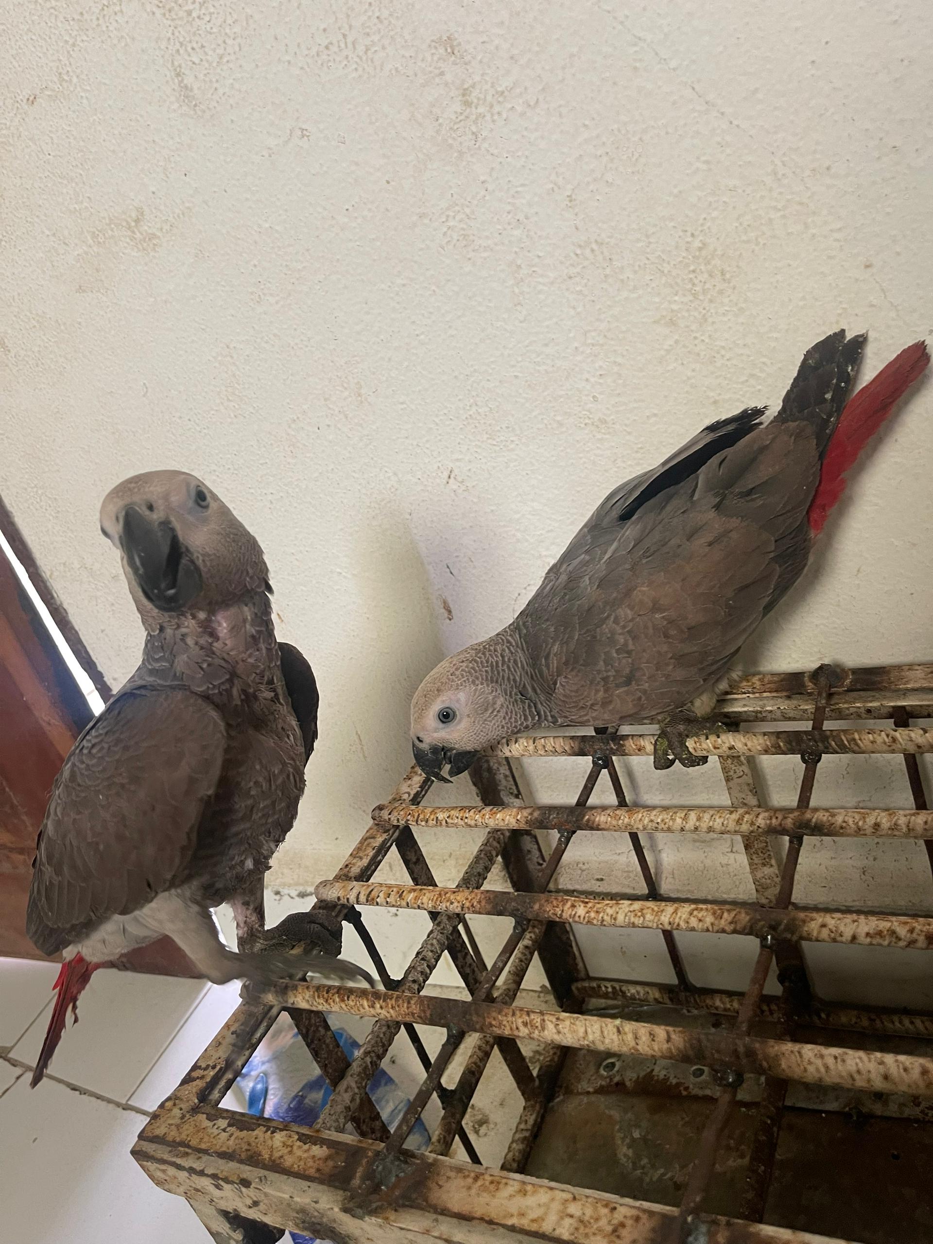 Hand reared baby male African grey parrot