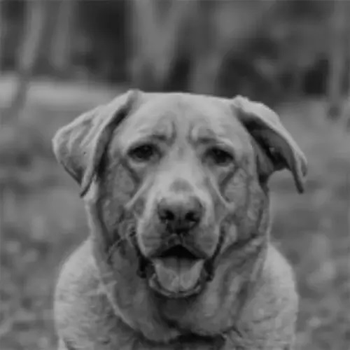 Paws at Peace - Pet Hospice & at Home Euthanasia