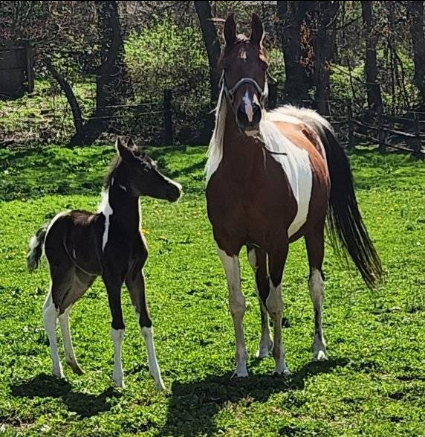 HU-Jewels of Tunisia: Rare Beauty from Elite Arabian Horse Breeders