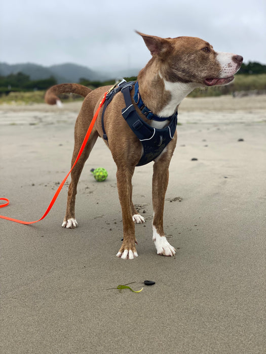 Looking for a Hassle-Free Way to Walk Your Dog? Biothane Hands-Free Leashes Could Be the Perfect Solution