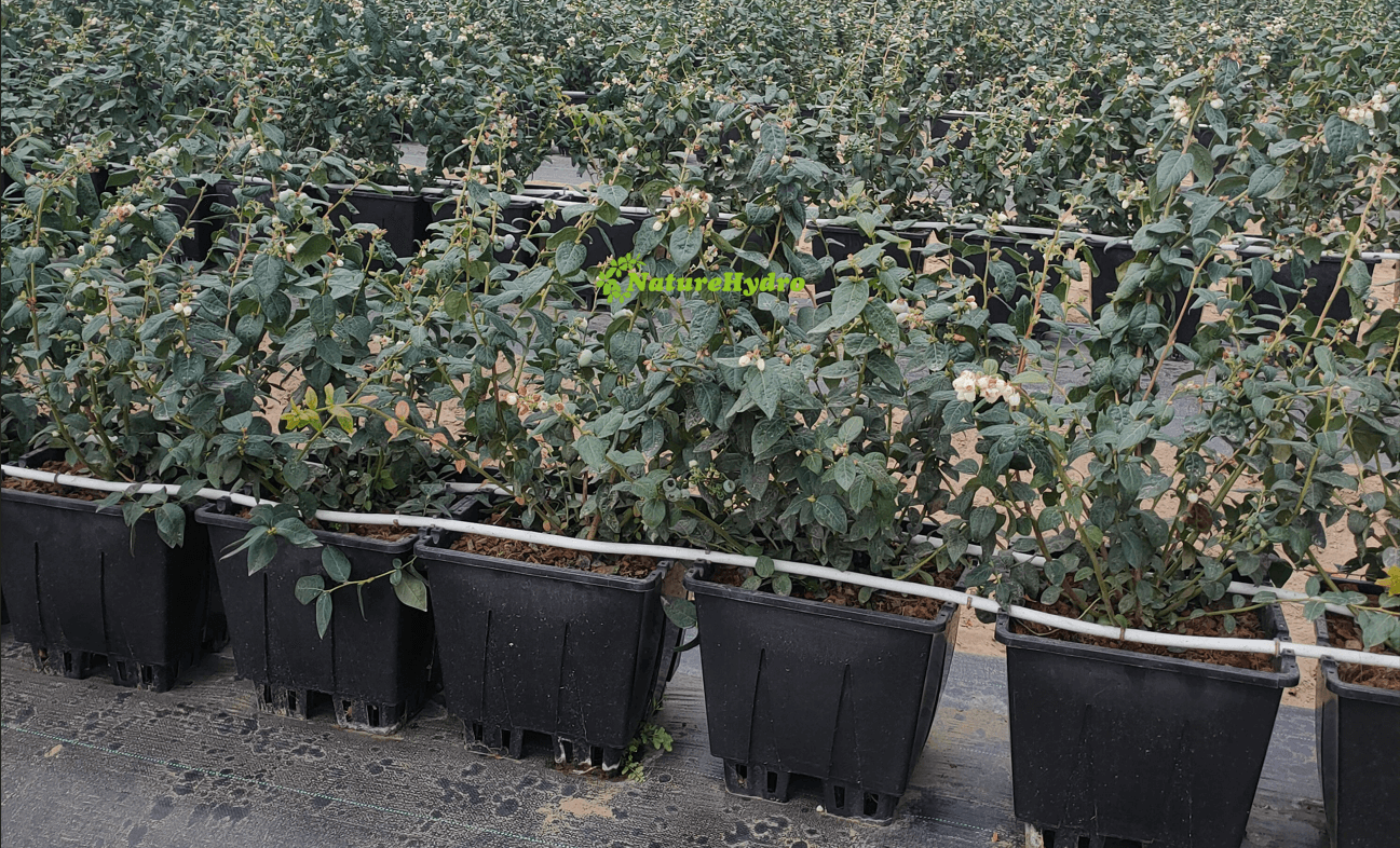 Naturehydro Plastic Berry Grow Pots Wholesale